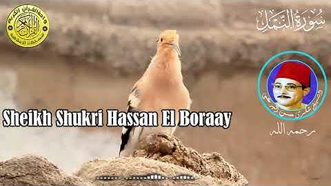 تلاوة رائعة من سورة النمل للقارئ الشيخ شكرى البرعى رحمه الله