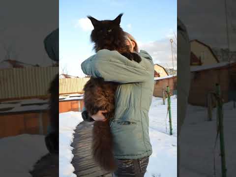 ЭТО НАДО ЗНАТЬ, ЕСЛИ ТЫ ЗАВОДИШЬ ИХ... #рекомендации #cats #мейнкун