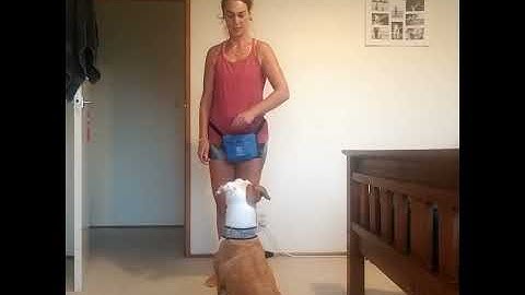 3 behaviours, behavior chain