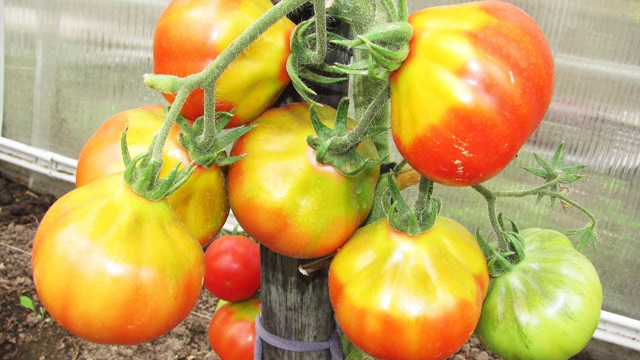 Почему у помидор желтое пятно у плодоножки