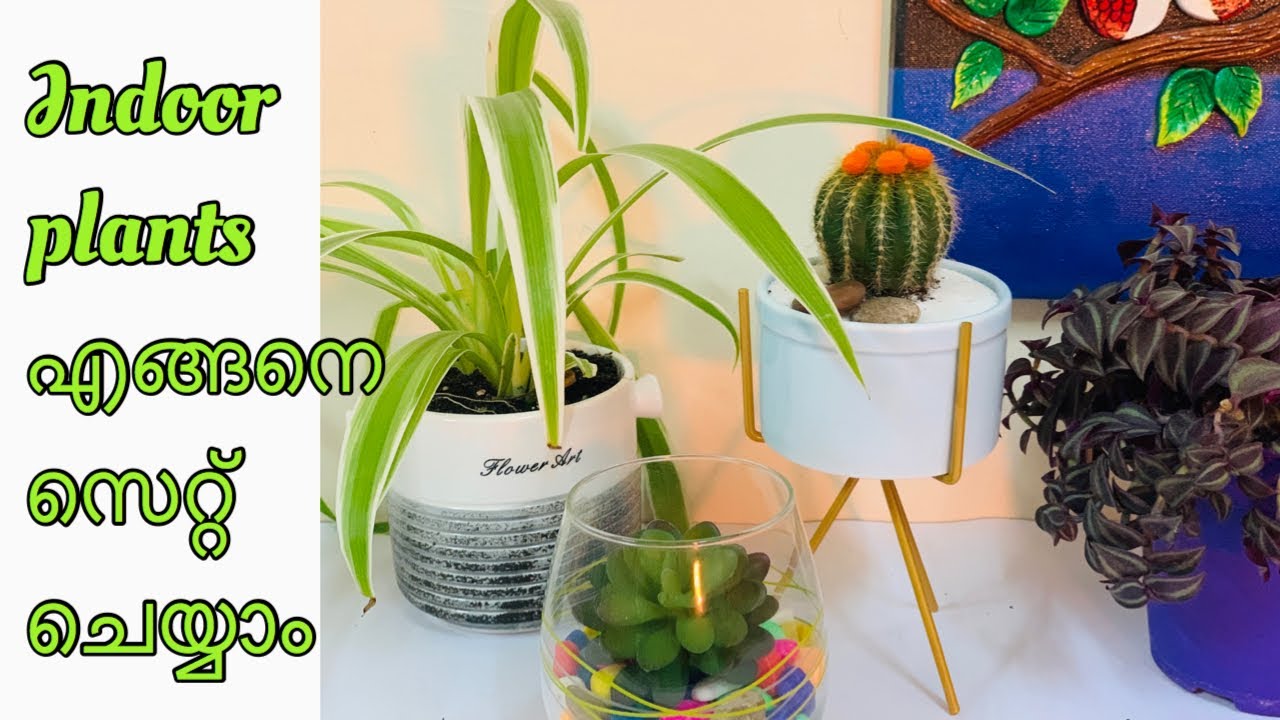 Indoor plants കൊണ്ട് എങ്ങനെ വീട് അലങ്കരിക്കാം /Indoor plants in
