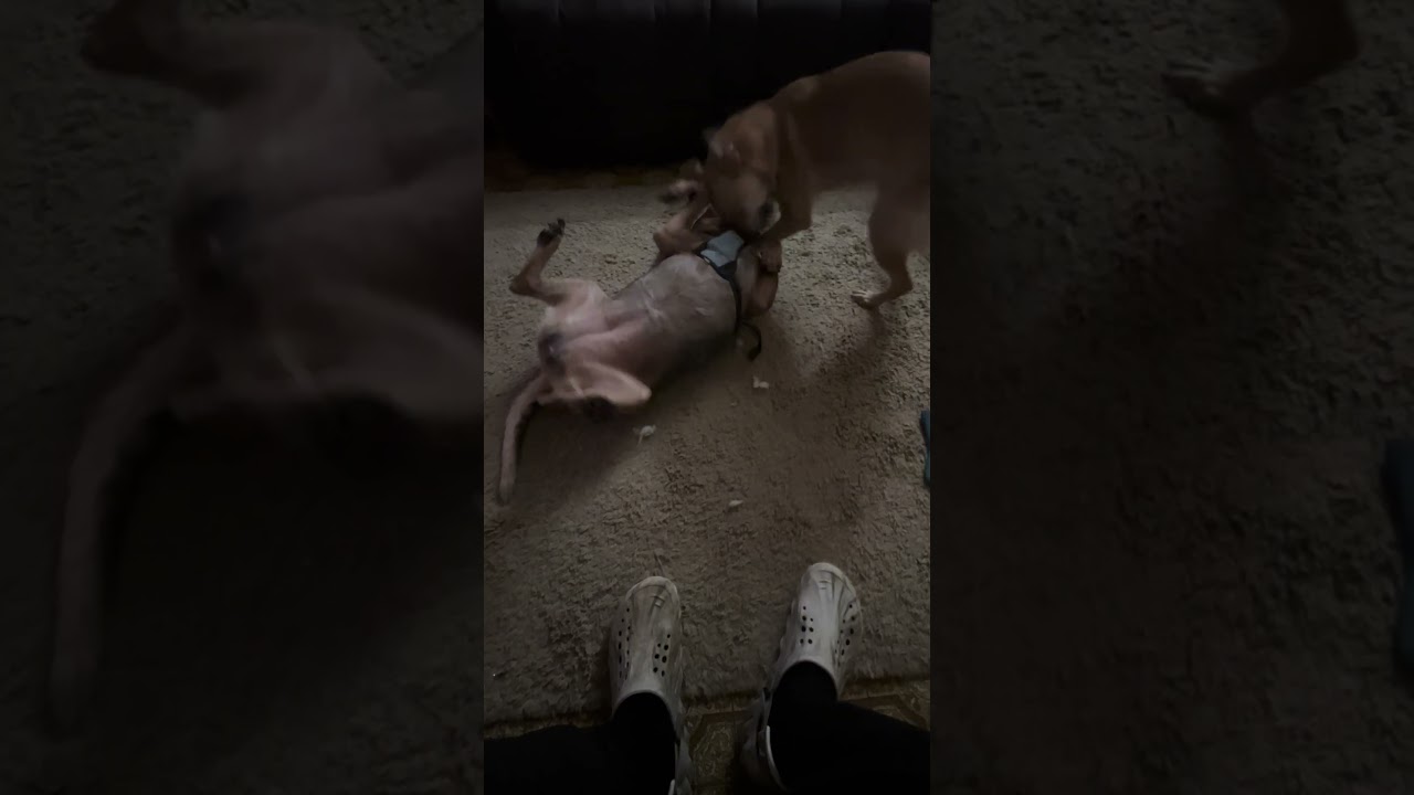 Sunni hanging out with Bluetick Rain… they love playing together! 🥰❤️ ~Moose~ᛗᛟᛟᛊᛖ 