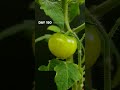 Cute tomato turning red timelapse satisfying