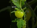 Cute Tomato Turning RED #timelapse #satisfying