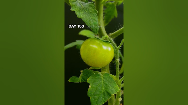 Cute TOMATO Turns RED Timelapse #satisfying