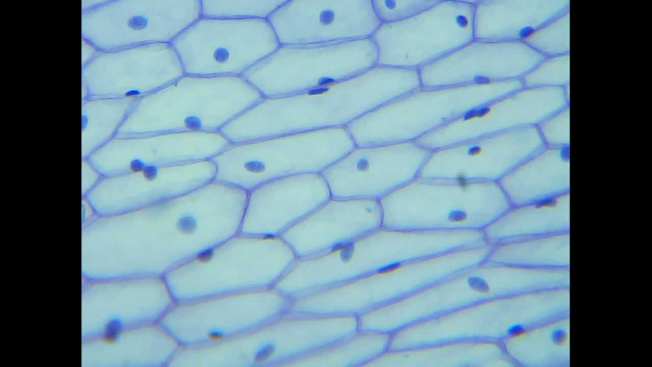 Zellen einer Zwiebel / Cells of an onion - YouTube