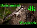 Вальдшнеп 4К (Woodcock)