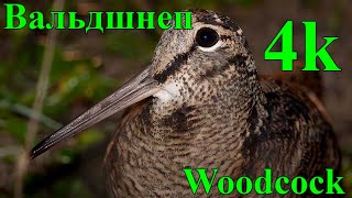 Вальдшнеп 4К (Woodcock)