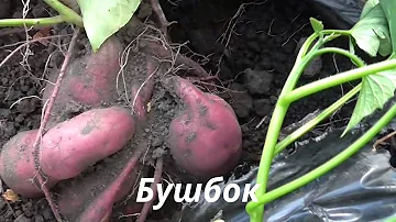 Сорта батата прошлых сезонов (август 2015 г)