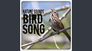 Brook bird song -