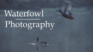 Waterfowl Photography - Part 1