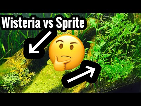 Video: Thông tin về cây Water Sprite - Cách trồng Water Sprite trong bể cá