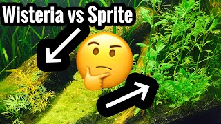 Water Sprite vs Water Wisteria Differences