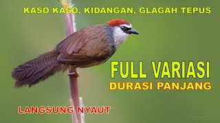 burung kasokaso tepus gelagah kidangan Chestnut-capped BabblerTimalia pileata variasi durasi panjang