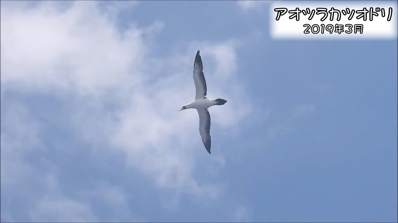アオツラカツオドリ Masked Booby Sula Dactylatra Youtube アオツラカツオドリ Masked Booby Sula Dactylatra Youtube