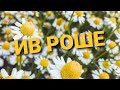 🌬❤ИВ РОШЕ❤ 🌼ЗАКАЗ ПО КАТАЛОГУ АВГУСТА🌼