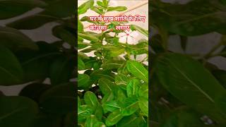घर मे सुख शांति के लिए कौन सा पौधा लगाये#vastu #astrology #plants #gardenideas #love #shortsfeed