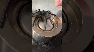 Will it Button? Plastic Halloween Spider 🕷️