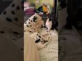 Goofy Cat and Dog Moments