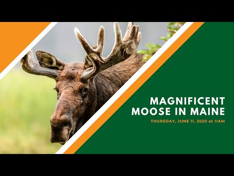 Video: Maine Wildlife Park - Tingnan ang Maine Moose Guaranteed
