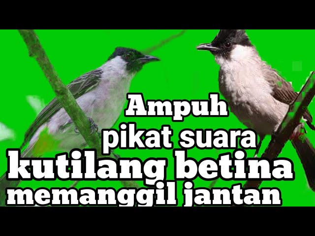 mp3 kicauan kutilang betina memangil jantan (M&R Kicau mania) class=