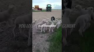 Hardworking 🐕🐶 #dog #dogs #sheepdog