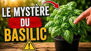 Si vous avez du basilic à la maison... vous devez savoir ceci !