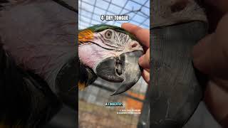 Did I leave anything out? Can you add any more macaw face facts to the list? #parrotfacts #macaws