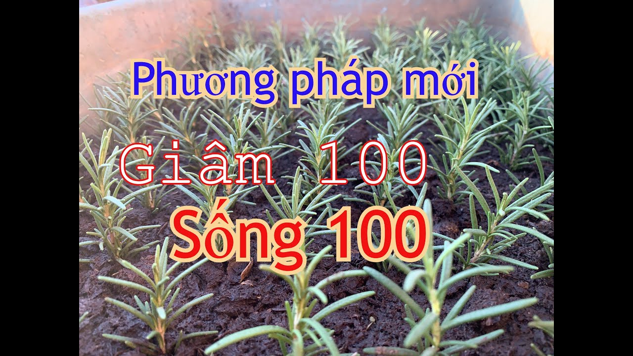 Phương pháp Cấy Lúa giúp Hương Thảo nhanh ra rễ, sống 100% | THÍCH ...
