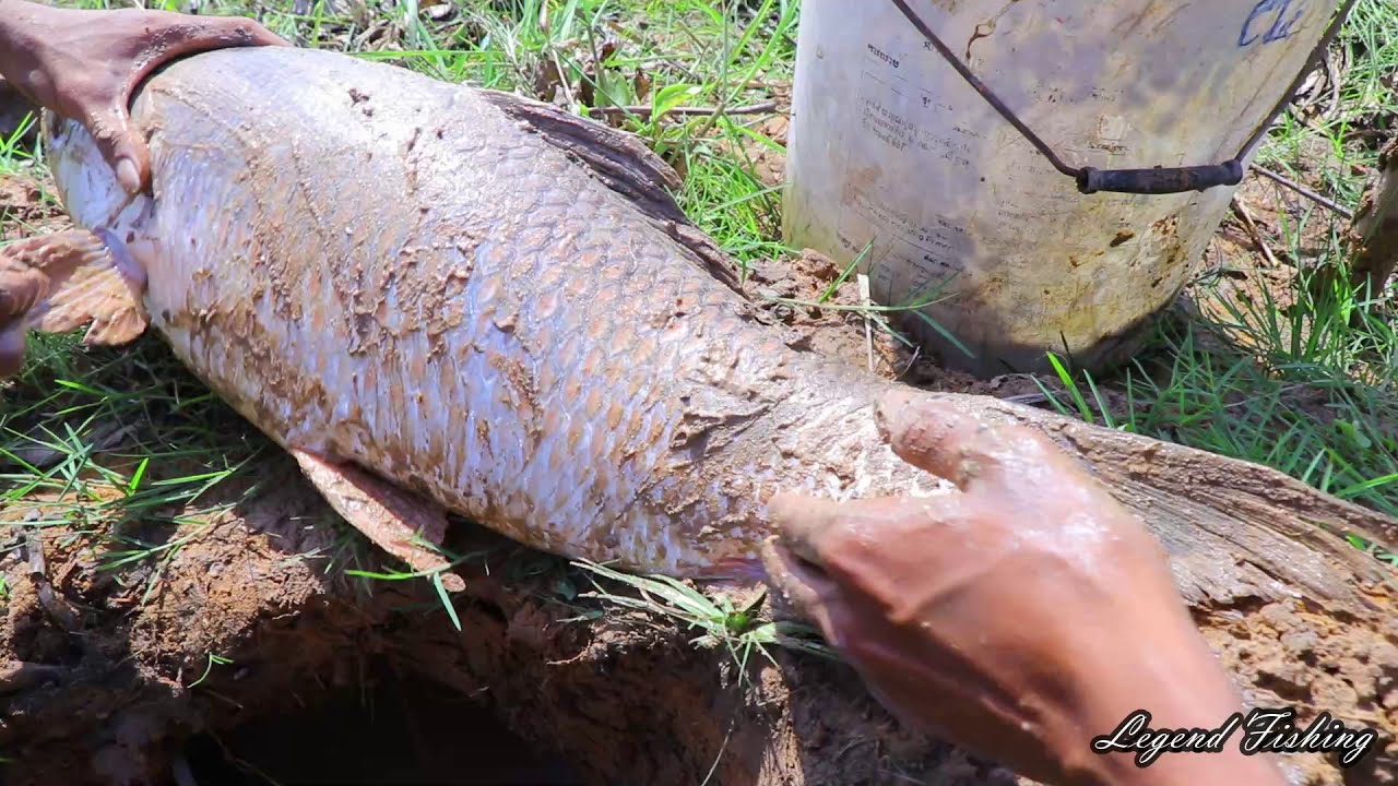UNDERGROUND Catchin Fish By Two Brother | Catfish Big Fish Alive Under ...