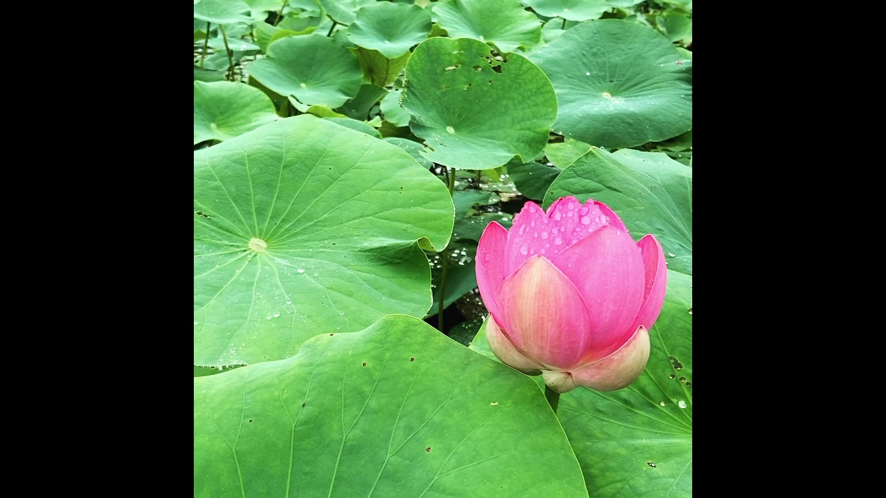 🪷彩虹🪷
