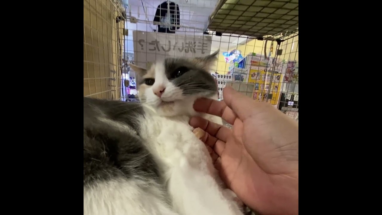 ニヒルな笑みを浮かべていた社長 #Shorts #猫 #ねこ #ゲーセン #ジスタ