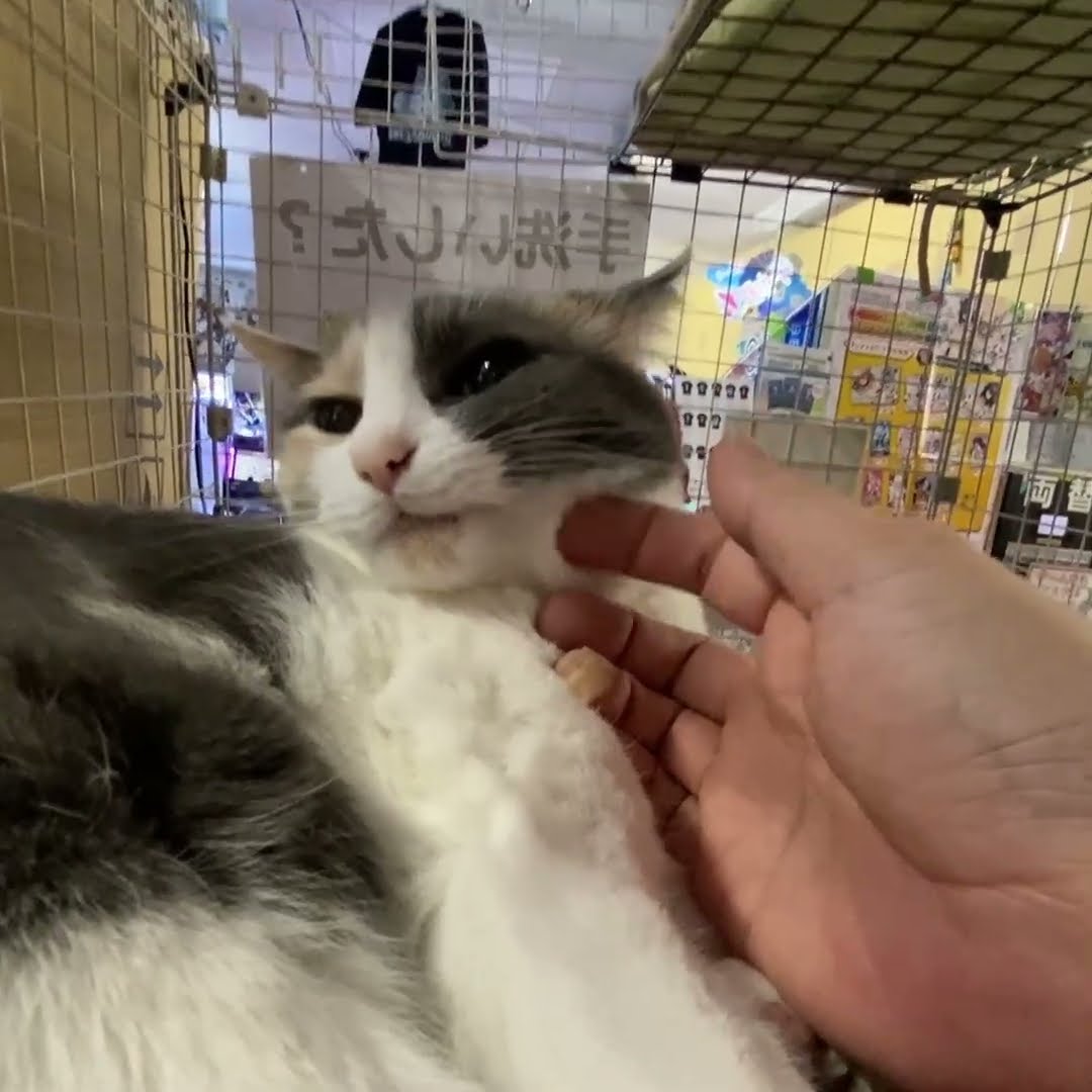 ニヒルな笑みを浮かべていた社長 #Shorts #猫 #ねこ #ゲーセン #ジスタ