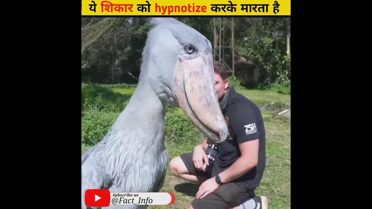 ये अपने शिकार को hypnotize करके मारता है 