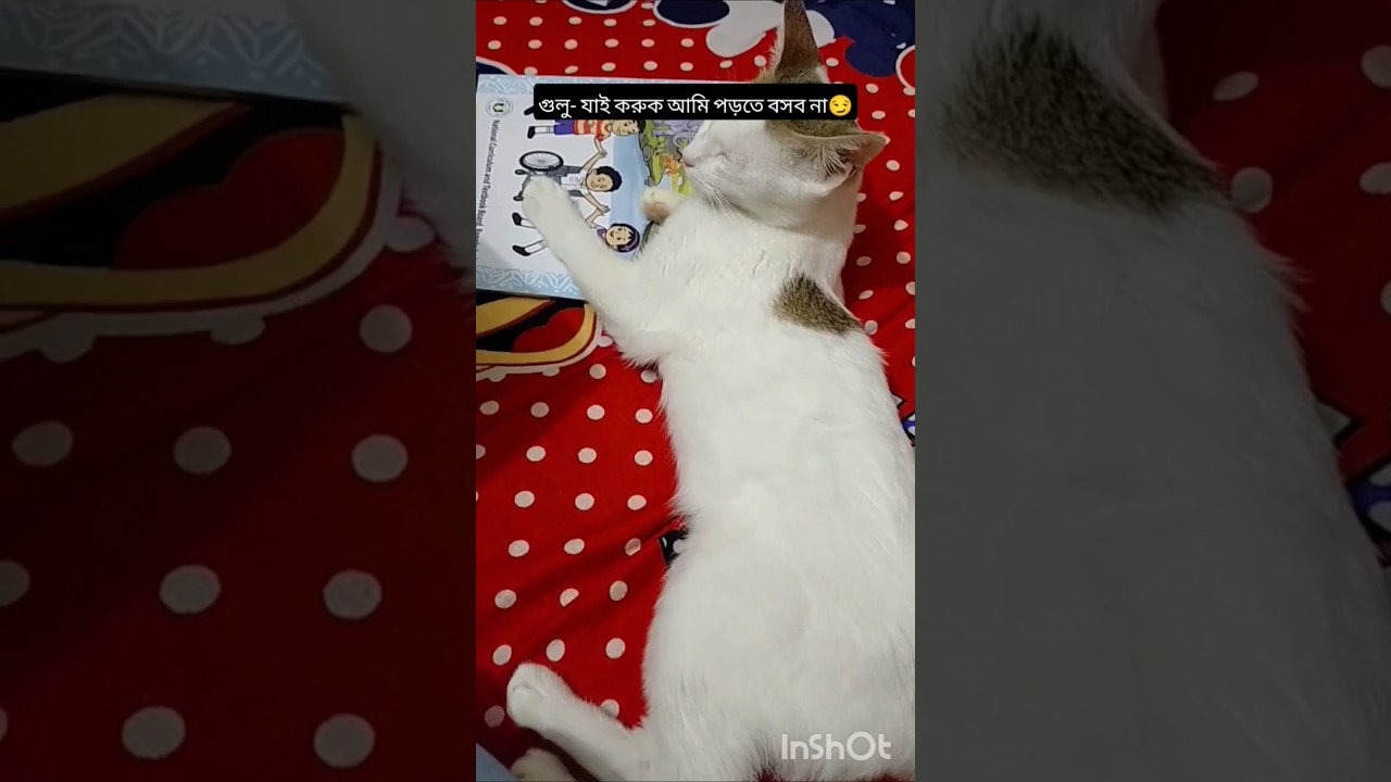গুলুর পড়ালেখা 😅🐱#shortvideo #funnyvideo #cat #catlovers #poralekha