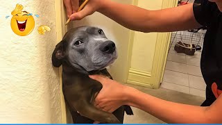 Halloween Funny Animals 😹🐶 Best Pet Costumes 🎃👻