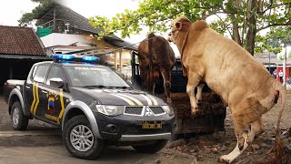 DIDAMPINGI POLISI !! KAWAL KETAT SAPI QURBAN JUMBO MILIK KAPOLRES