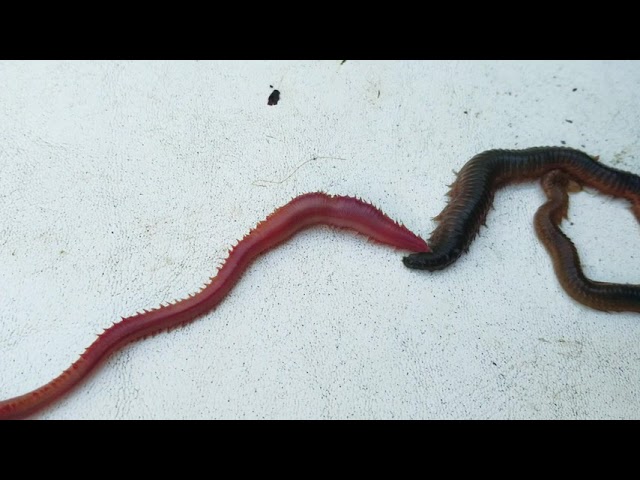 Bloodworm & Sandworm (NOT A FIGHT) Just showing the difference