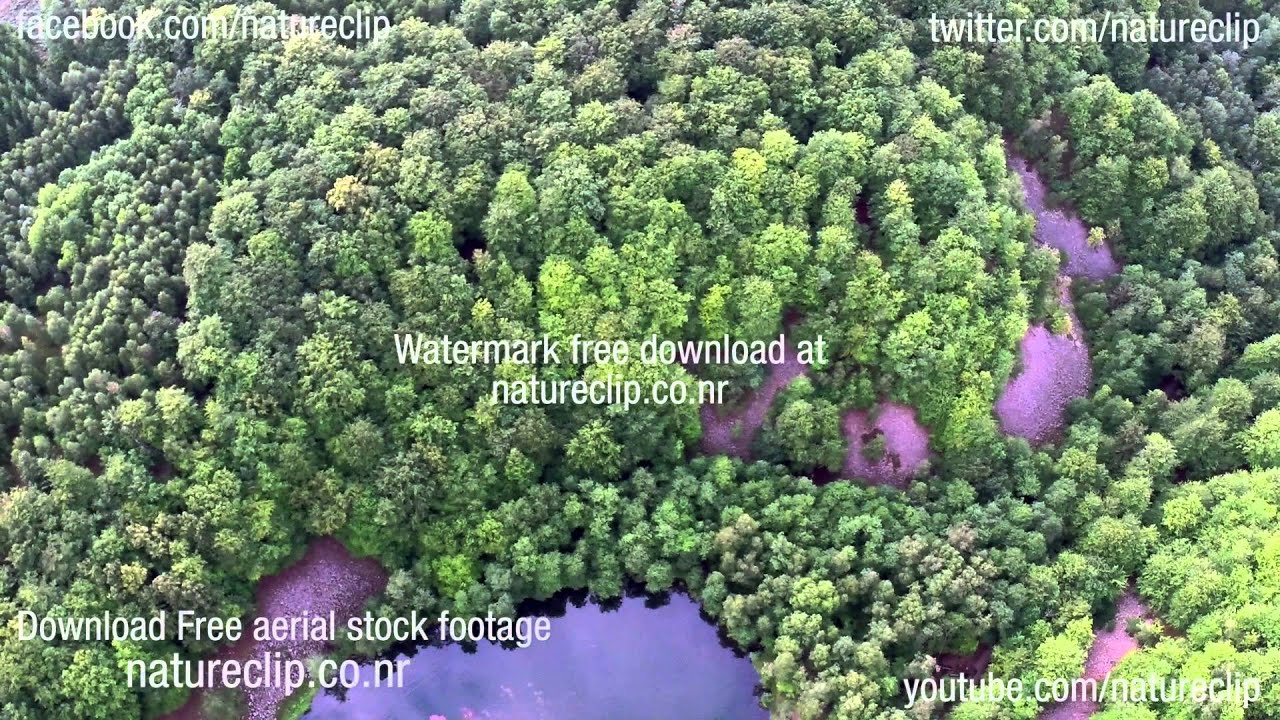 FREE AERIAL STOCK FOOTAGE: Forest from above