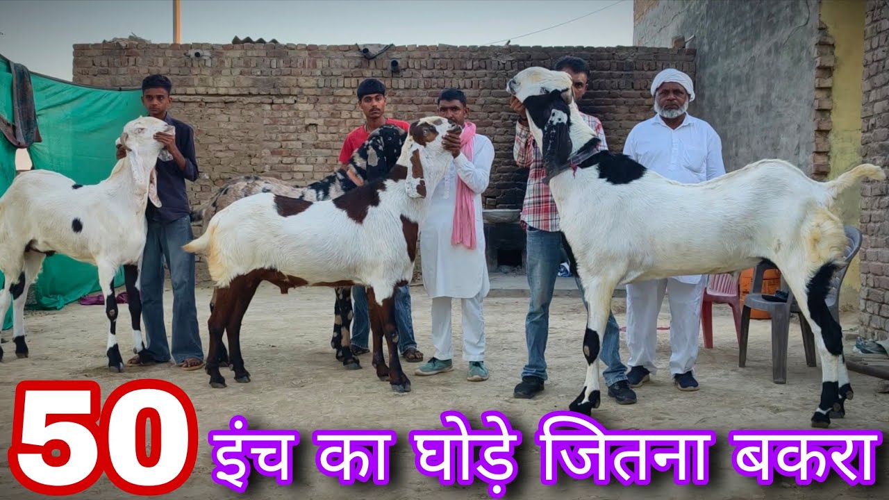 50 इंच का घोड़े जितना बड़ा पंजाबी बकरा beetal goat's breed's 