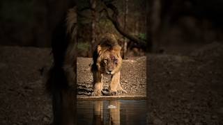 Sigma Rule Never Challenge Me Whatsapp Status