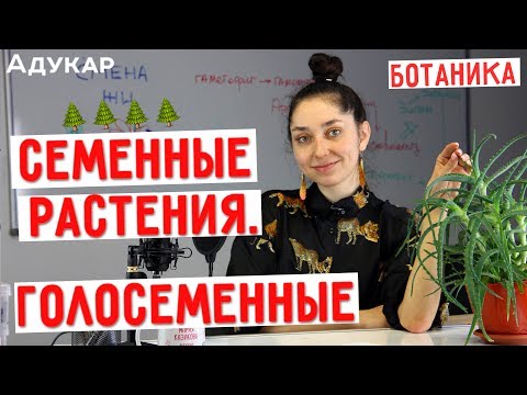 Семенные растения. Голосеменные | Биология ЕГЭ, ЦТ