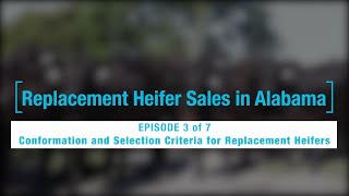 Episode 3 of 7- Conformation and Selection Criteria for Replacement Heifers