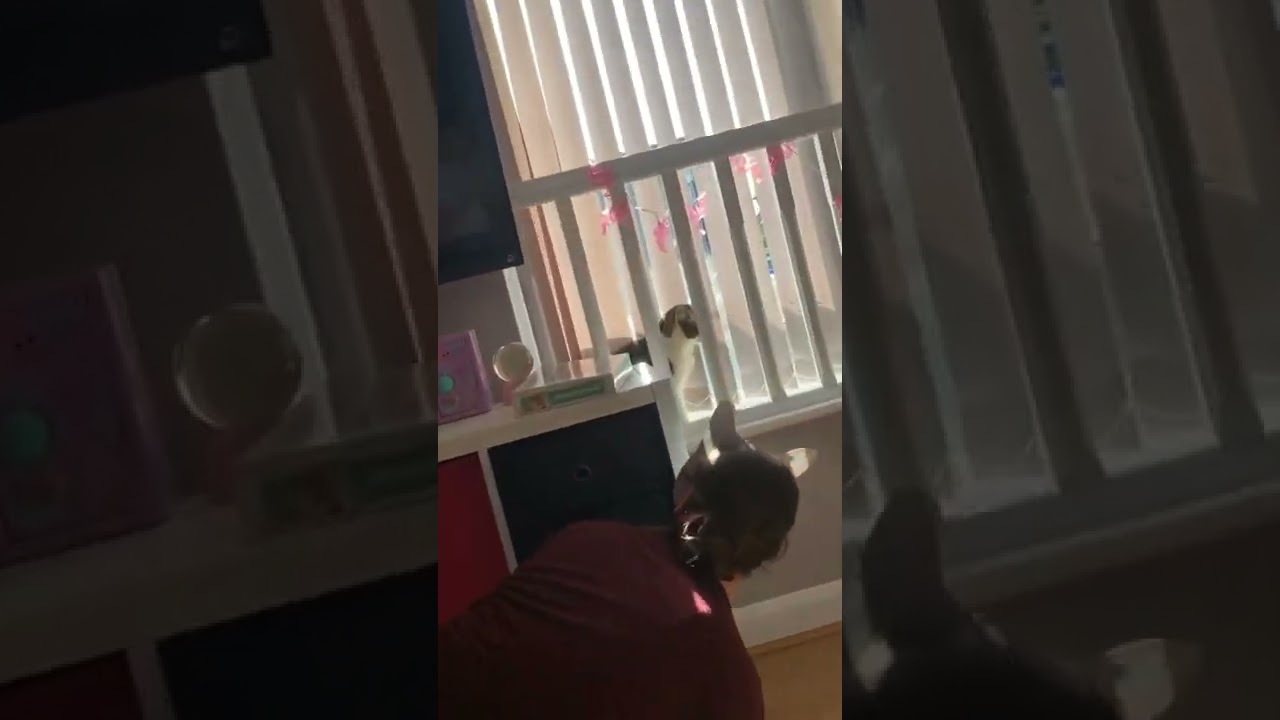 Person Wearing Cat Mask Startles Cat - 1320226