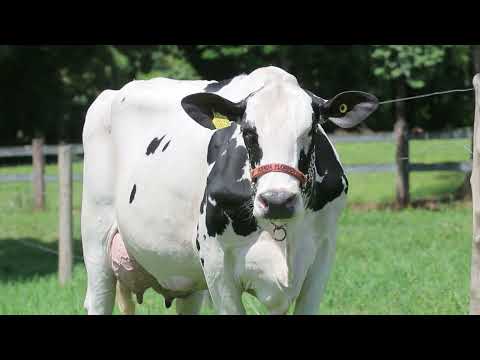 LOTE 14 RBB JULLY 2 BRASS FIV 0248 CM