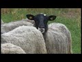 Romanovska ovca - šta je realnost, a šta su bajke kada počnete sa uzgojem?