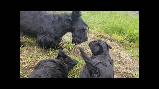 Rencontre entre les Chiots Scottish Terrier et les Chèvres