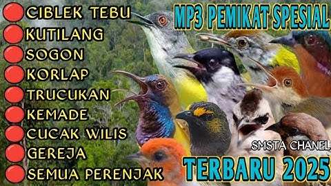 Suara Pikat Semua Burung Liar MP3 Paling Ampuh 2025 #trending  @Smstachanel