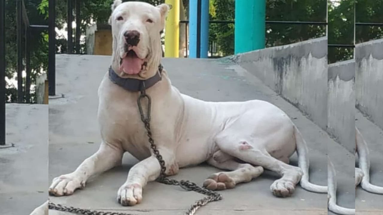 bully kutta for sale near me