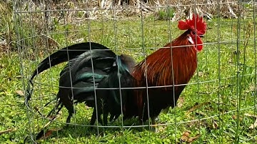 More Crows - Bantam Phoenix Qaib Dib Tw